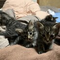 人懐こいキジトラくん4兄弟です！