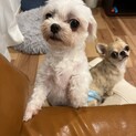 マルチーズのエノキちゃん