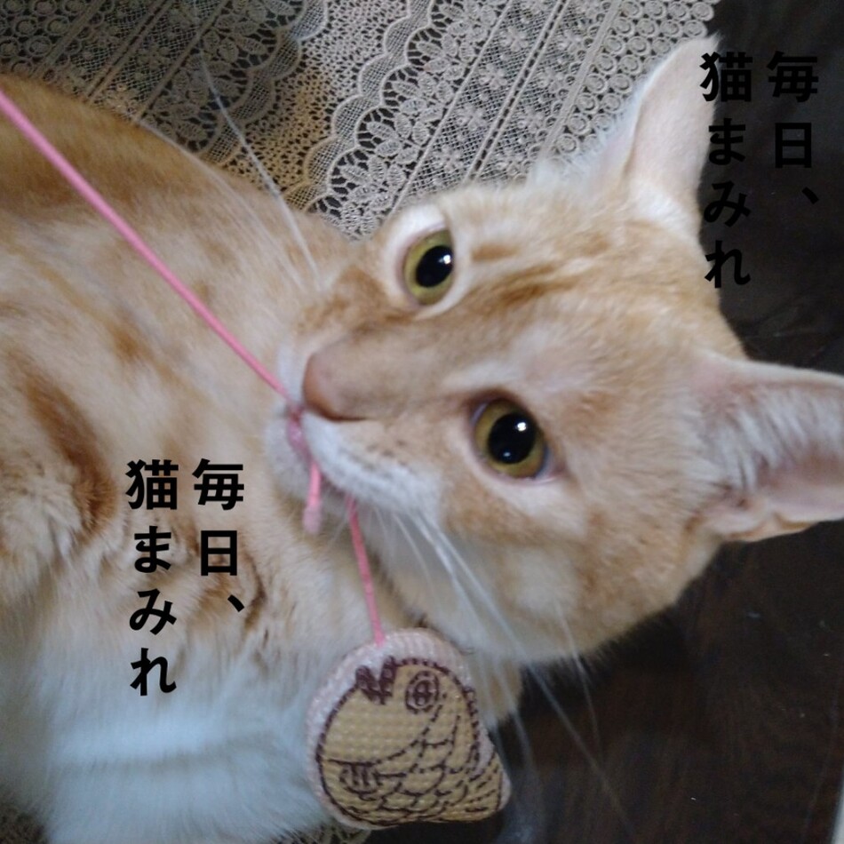 クラムのカバー写真