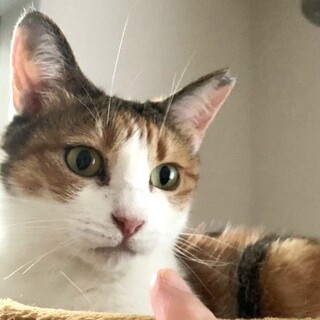 奄美からきました✨おちゃめなビジン三毛さん