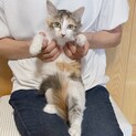 抜群に可愛い長毛三毛ちゃんです(^^)