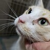 急ぎ！人懐こい1歳くらいの猫♡エイズキャリアです サムネイル2
