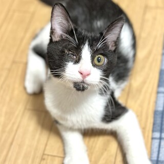 緊急募集！人懐っこいハチくん！！