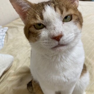 猫らしさ全開のキジ白すう君