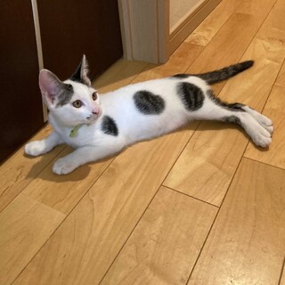 ダルメシアン柄の男の子