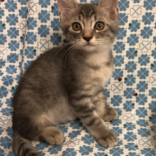 太陽みたいな、たいよう君