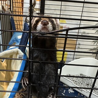 頭のいいフェレット女の子！