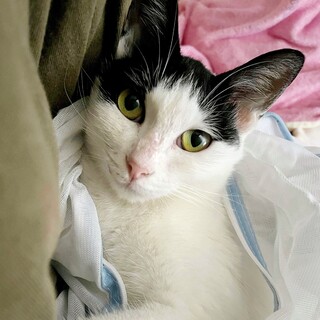 綺麗なグリーンアイのハチワレ♀ちゃん