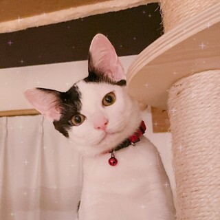 【10/1譲渡会】ムードメーカーな幼児ココ君