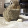 短足&下アングルがたまらない