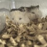 みんなで集まって寝るろぼちゃん