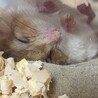 とっても可愛い寝方