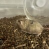 赤玉土飼育したら毛がふわふわに