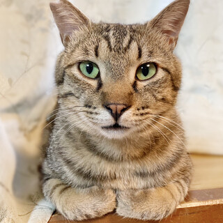 わんぱく甘えん坊♪キジトラの男の子