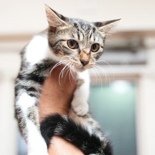 つぶらな瞳の生後５カ月メルモちゃん（仮名）