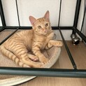 美猫姉妹❤️茶トラすずちゃん