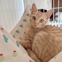 美猫姉妹❤️茶トラありすちゃん