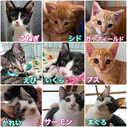 にゃん☆ぴーす猫の譲渡会【稲毛海岸/ペテモピアシティ稲毛海岸店】 サムネイル2