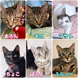 にゃん☆ぴーす猫の譲渡会【稲毛海岸/ペテモピアシティ稲毛海岸店】 サムネイル3
