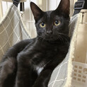 ラピュタ兄妹❤️黒猫パズーくん