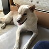 岡山の保健所から譲渡してもらい我が家に来て9月25日で3ヶ月目