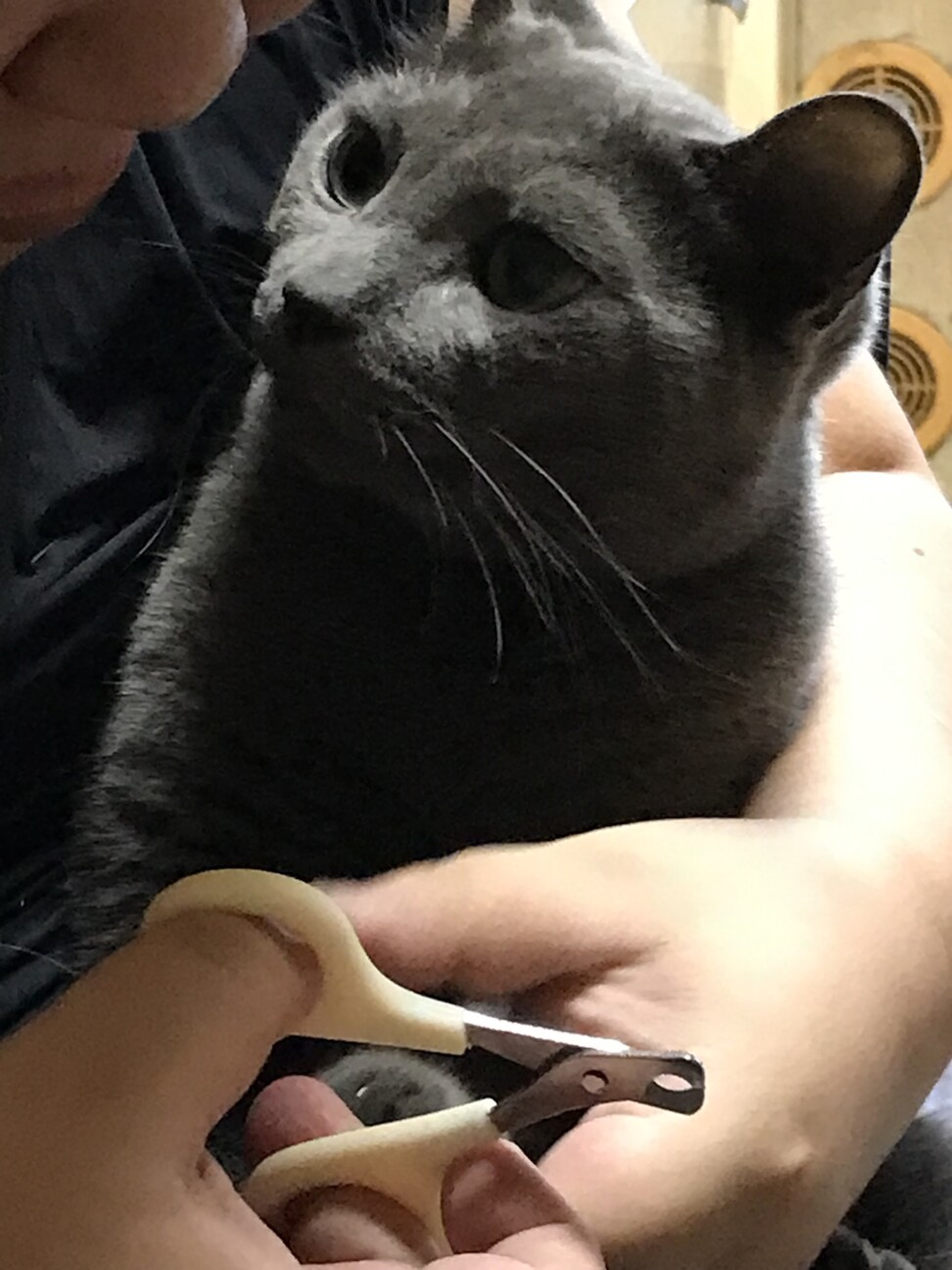 ホープ君