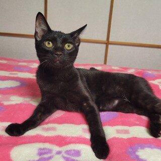 甘えん坊お膝猫★ふぶきちゃん