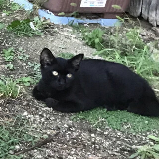 必ず甘えたちゃんになります…