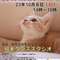 ☆猫カフェ風☆根本ダンススタジオ保護猫譲渡会 サムネイル1