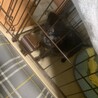ミックス犬 チワワ×プードル サムネイル2