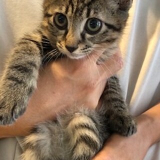 責任感強めな氷河