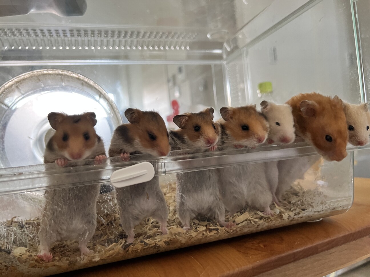 ゴールデンハムスター生後1ヶ月」大阪府 - 小動物の里親募集(470329) 1