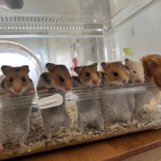 ゴールデンハムスター生後1ヶ月