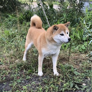 柴犬の女の子　4歳3ヶ月