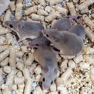 アフリカチビネズミ里親募集　約20匹ほどのコロニー