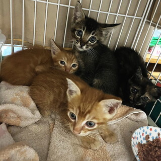 福岡市南区より子猫４匹の飼い主様募集！