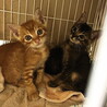 福岡市南区より子猫４匹の飼い主様募集！ サムネイル2