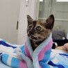 福岡市南区より子猫４匹の飼い主様募集！ サムネイル3