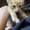 福岡市南区より子猫４匹の飼い主様募集！ サムネイル4