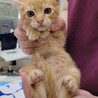 福岡市南区より子猫４匹の飼い主様募集！ サムネイル5