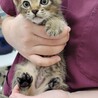 福岡市南区より子猫４匹の飼い主様募集！ サムネイル6