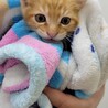 福岡市南区より子猫４匹の飼い主様募集！ サムネイル7