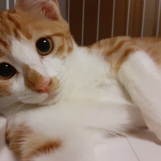 茶白の女の子(内容はまだ準備中です)