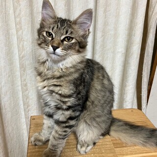 綺麗な長毛キジトラ★ランちゃん