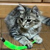 綺麗な長毛キジトラ★ランちゃん サムネイル2