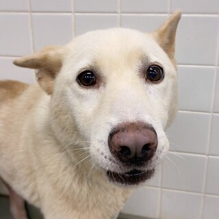 新しい家族を募集中！　ロイドくん