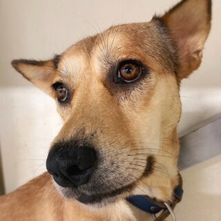 クール美人の　アーニャちゃん