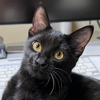 【島根県出雲市】黒子猫（オス）の飼い主さん募集