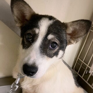 【相談中】ハスキーみたいな雑種犬　ユーリくん