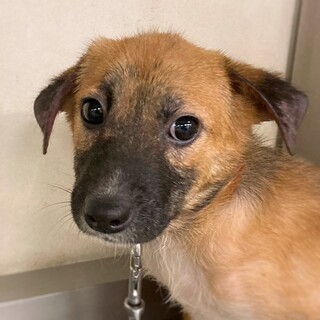 鼻黒子犬　カレンちゃん　3ヶ月